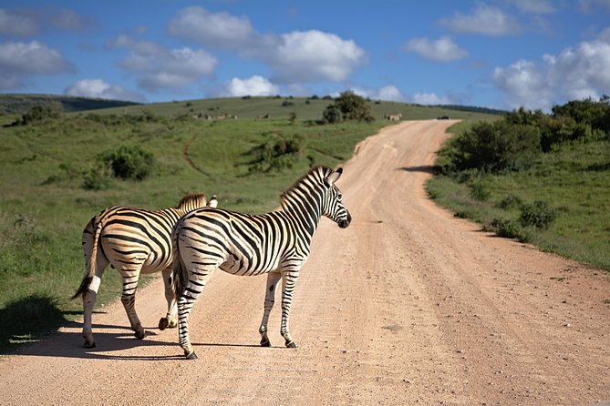 7 Days Mara/L.Naivasha/L.Nakuru/Amboseli - Day 2: A full Maasai Mara wildlife day