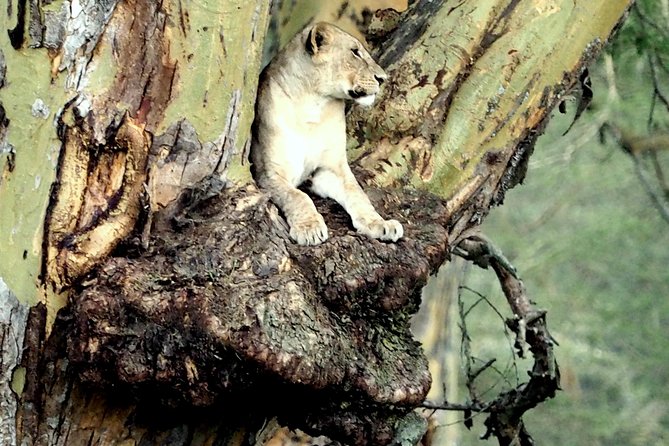7 Days Masai Mara / Lake Nakuru / Lake Naivasha / Amboseli - Guides, vehicles, and the human side of the trip