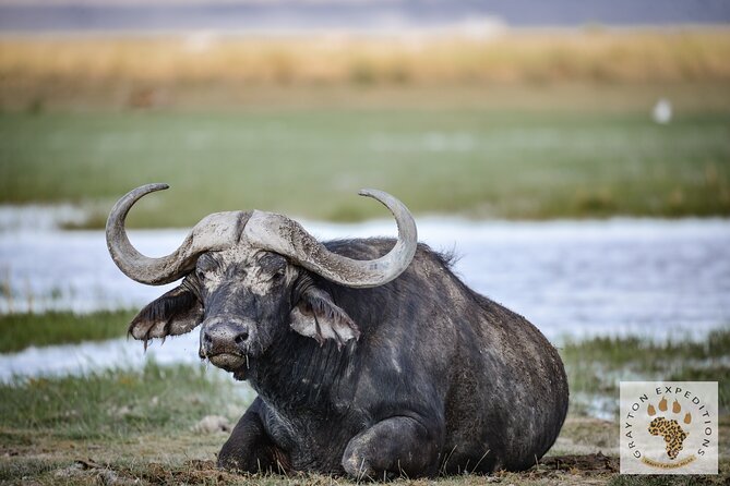 7 Days Masai Mara-Lk. Nakuru-Lk. Naivasha-Amboseli group Safari - Why this Kenya safari works as a first taste