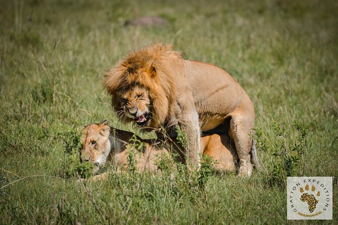 7 Days Masai Mara-Lk. Nakuru-Lk. Naivasha-Amboseli group Safari - Day 5: The long road to Amboseli