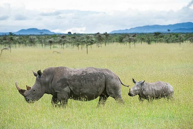 7 Days of Elephants, Rhinos & Big Five: The Best of Kenya Safari - Four Kenyan parks in seven days