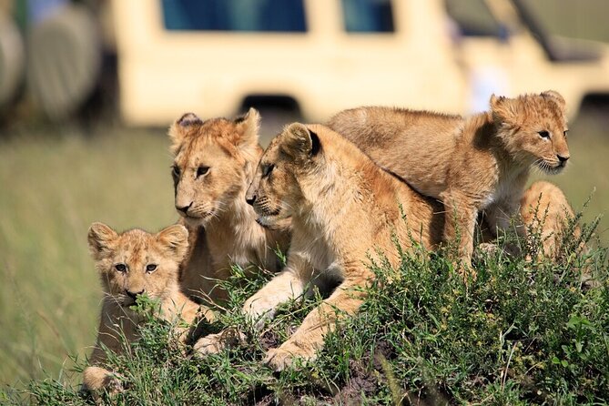7 Days of Elephants, Rhinos & Big Five: The Best of Kenya Safari - Day 1: Nairobi to the Maasai Mara