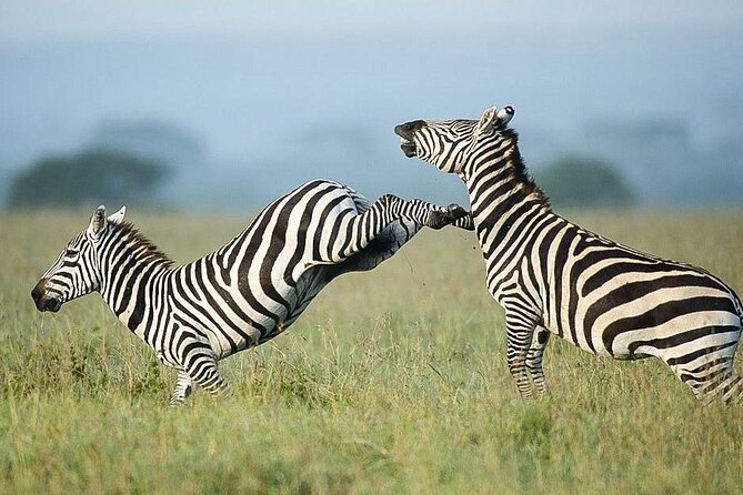7 Days of Elephants, Rhinos & Big Five: The Best of Kenya Safari - Day 5: The long road to Amboseli