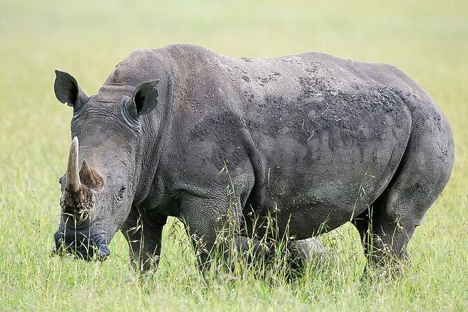 7 Days of Elephants, Rhinos & Big Five: The Best of Kenya Safari - Day 7: Return to Nairobi and possible add-ons