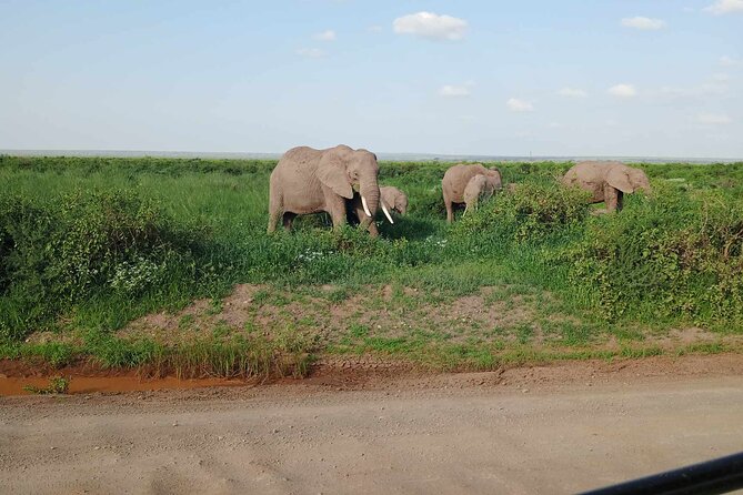7 Days of Kenyan Wonders: A Mid-Range Safari Adventure - Key points before you book
