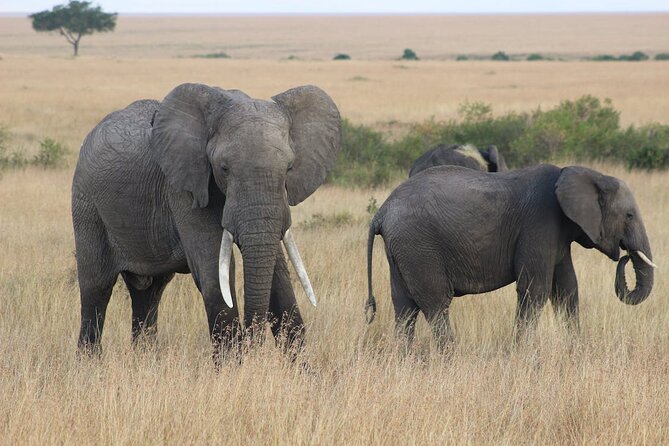 7 Days of Kenyan Wonders: A Mid-Range Safari Adventure - Is this seven-day route a good fit?