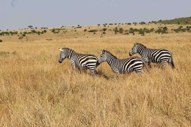 7 Days of Kenyan Wonders: A Mid-Range Safari Adventure - Day 2: Sunrise wildlife and a possible Maasai visit