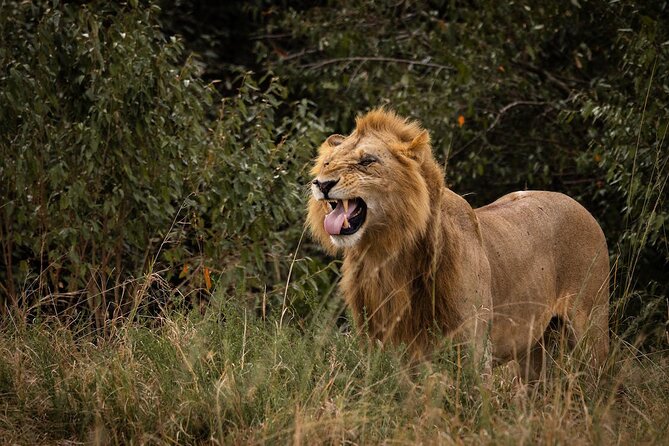 7 Days of Kenyan Wonders: A Mid-Range Safari Adventure - Day 3: Lake Naivasha and a boat among hippos