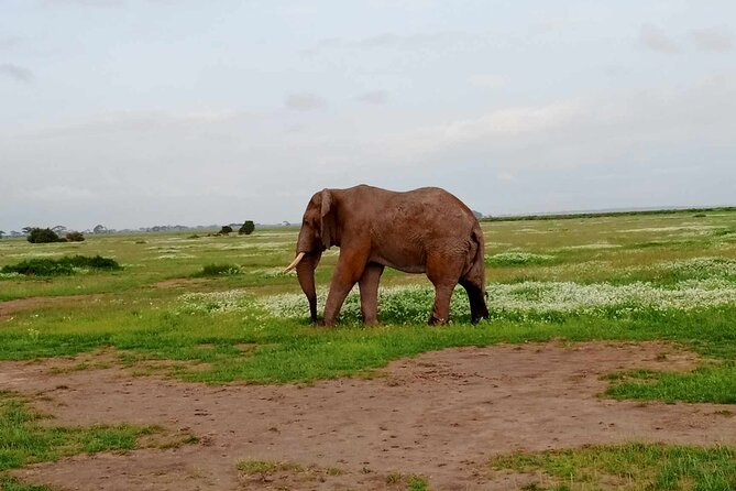 7 Days of Kenyan Wonders: A Mid-Range Safari Adventure - Day 1: From Nairobi to Amboseli’s elephant country
