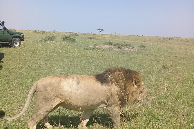 7 Days Private 4 star lodges Safari by LandCruiser from Nairobi - Day 2: A full day beside the Mara River