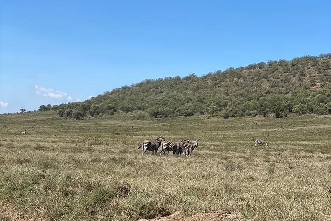 7 Days Private 4 star lodges Safari by LandCruiser from Nairobi - Day 7: One last drive, then Nairobi