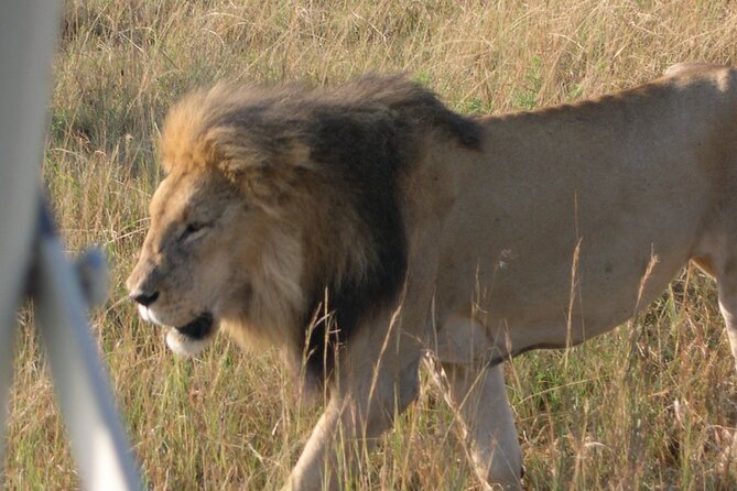7 Days Private safari to 4 Star lodges using a Jeep - Day 3: Leaving the Mara for Nakuru