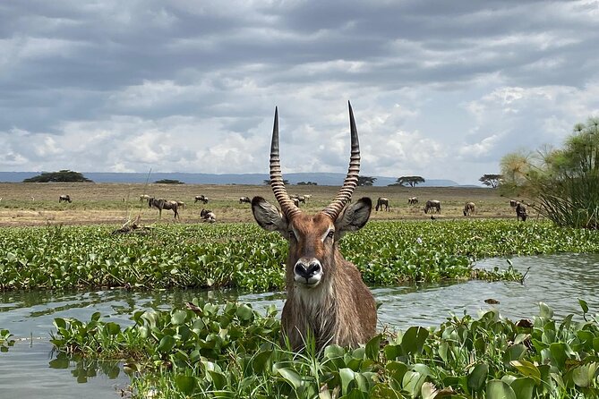 7 Days Private safari to 4 Star lodges using a Jeep - Day 4: Rhinos at Lake Nakuru and cycling at Hell’s Gate