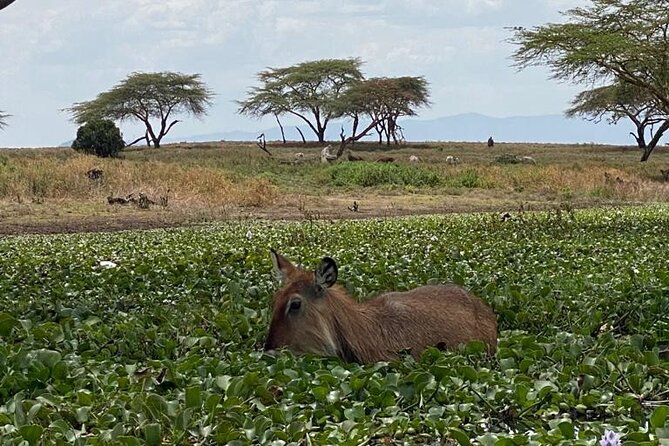 7 Days Private safari to 4 Star lodges using a Jeep - Day 5: From Naivasha to Amboseli and Mount Kilimanjaro