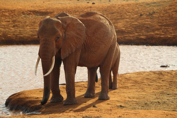 7 Days Safari to Maasai Mara, Nakuru, Naivasha and Amboseli - What $1,550 buys you in Kenya