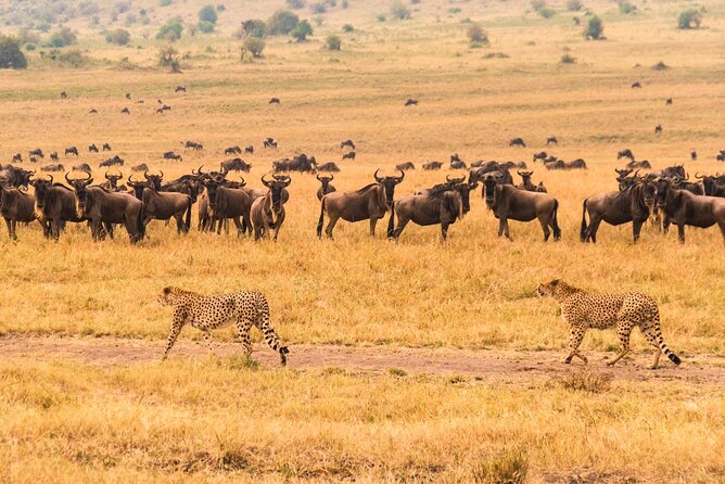 7 Days Safari to Maasai Mara, Nakuru, Naivasha and Amboseli - Day 3: Leaving the Mara for Lake Nakuru