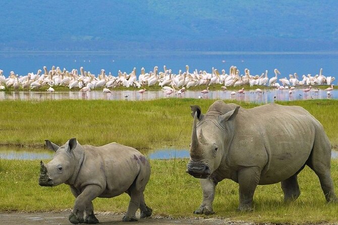 7 Days Safari to Maasai Mara, Nakuru, Naivasha and Amboseli - Day 6: Amboseli at its best times