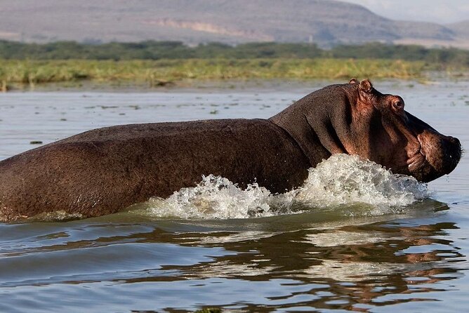 7 Days Safari to Maasai Mara, Nakuru, Naivasha and Amboseli - Day 7: Morning wildlife and return to Nairobi