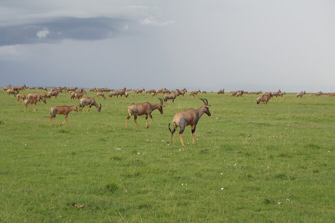 7 days Sopa lodges full private package - A seven-day route built around Kenya’s classic parks