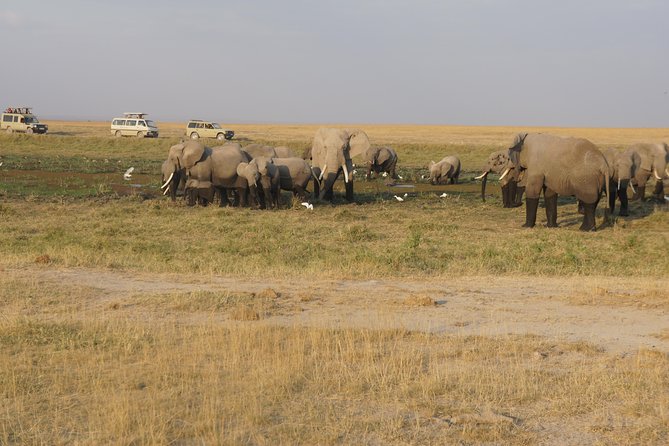 7 days Sopa lodges full private package - Day two: a full Amboseli game drive