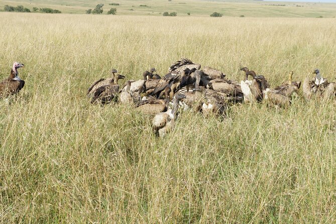 7 days Sopa lodges full private package - The Naivasha and Nakuru timing needs clarification