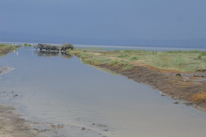7 days Sopa lodges full private package - Lake Nakuru: rhinos, giraffes, and a chance at tree-climbing lions