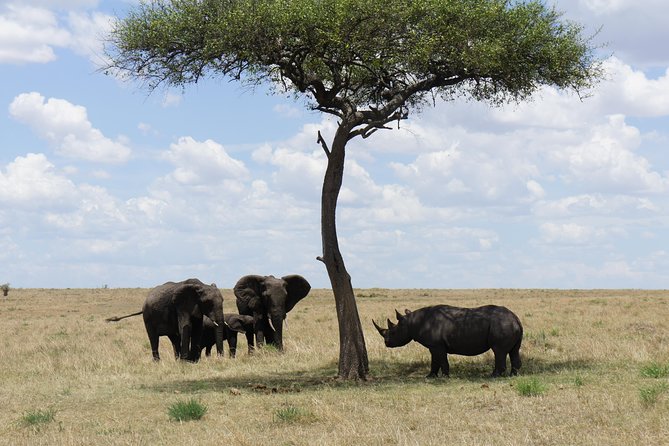 7 days Sopa lodges full private package - Day one: elephants and Kilimanjaro at Amboseli