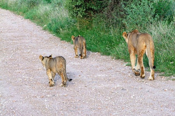 7 Days Tsavo East, Taita, Amboseli & SanctuarySafari from Mombasa - What $3,061 covers, and what it really buys