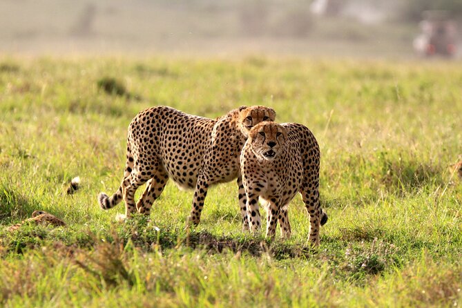 8-Day Amazing Kenya Holiday Safari - Days 1 and 2: Start with two full days in Maasai Mara