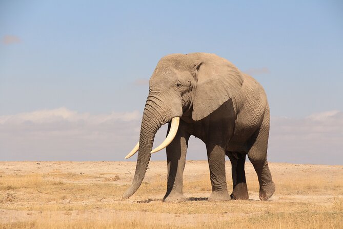 8-Day Amazing Kenya Holiday Safari - Days 6 and 7: Ol Pejeta adds conservation and close viewing