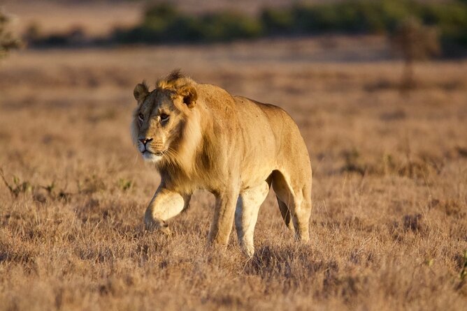 8-Day Amazing Kenya Holiday Safari - Day 8: Return to Nairobi with a flexible finish