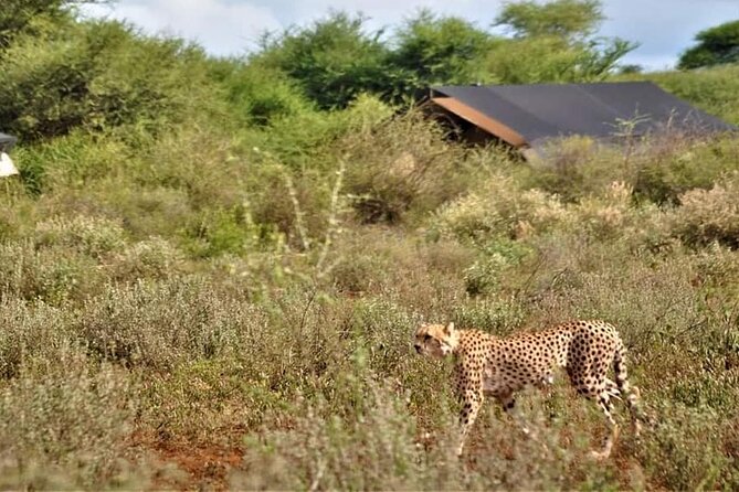 8-Day Kenya Group Joining Safari - Day 7: Elephant viewing in Amboseli