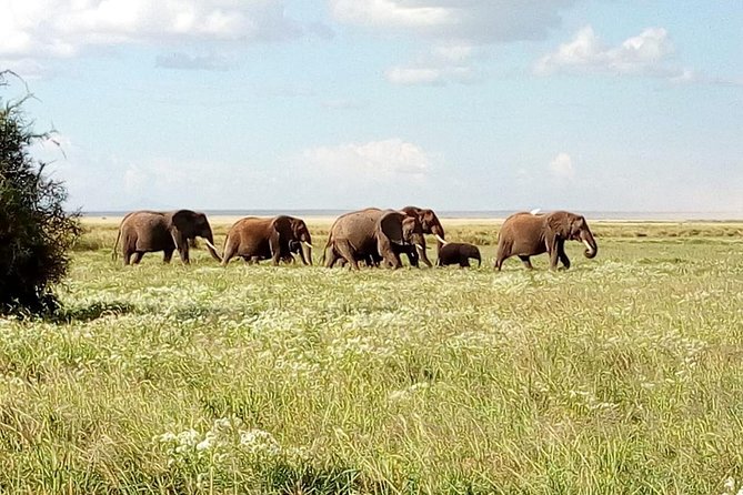 8 Day Safari: Best of Kenya & Tanzania - Why this safari covers so much ground