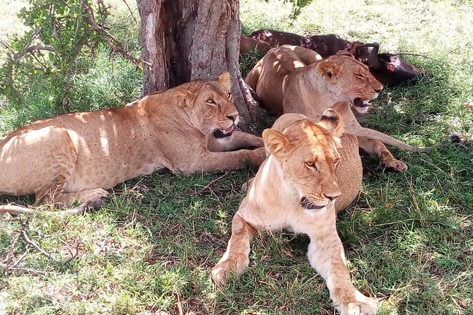 8 Day Safari: Best of Kenya & Tanzania - Day 2: From Lake Nakuru to Maasai Mara