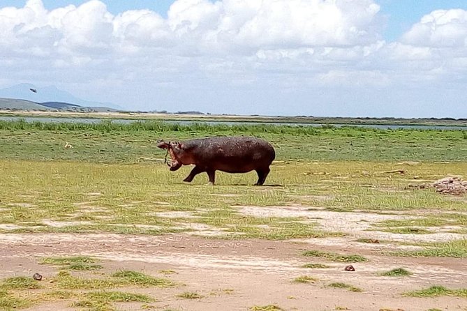 8 Day Safari: Best of Kenya & Tanzania - Day 3: A full game day in Maasai Mara