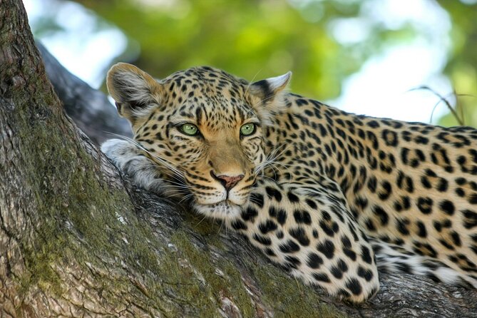 8 Days / 7 Nights 2021 / 2022 Wildebeest Migration Safari - Maasai Mara Reserve - Why this safari route works
