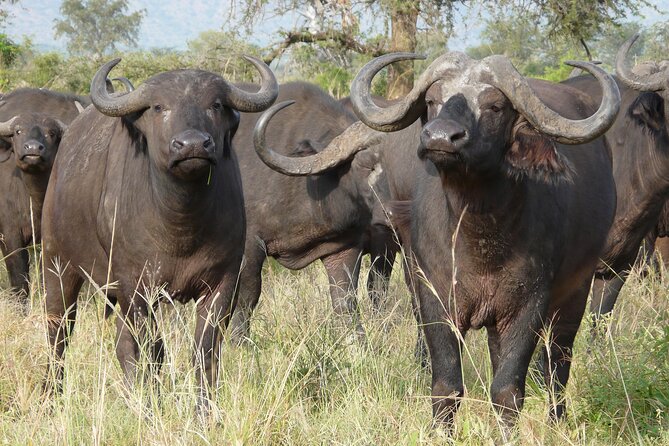 8 Days / 7 Nights 2021 / 2022 Wildebeest Migration Safari - Maasai Mara Reserve - Day 4: Rift Valley views and Lake Nakuru
