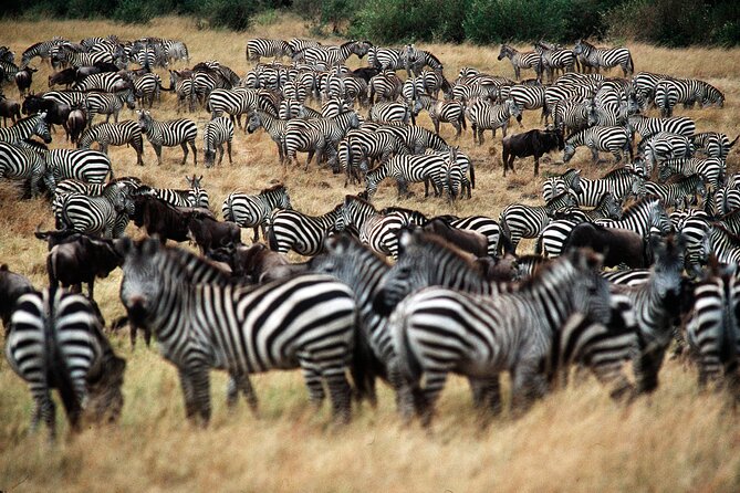 8 Days / 7 Nights 2021 / 2022 Wildebeest Migration Safari - Maasai Mara Reserve - Days 6 and 7: Two full days in migration country