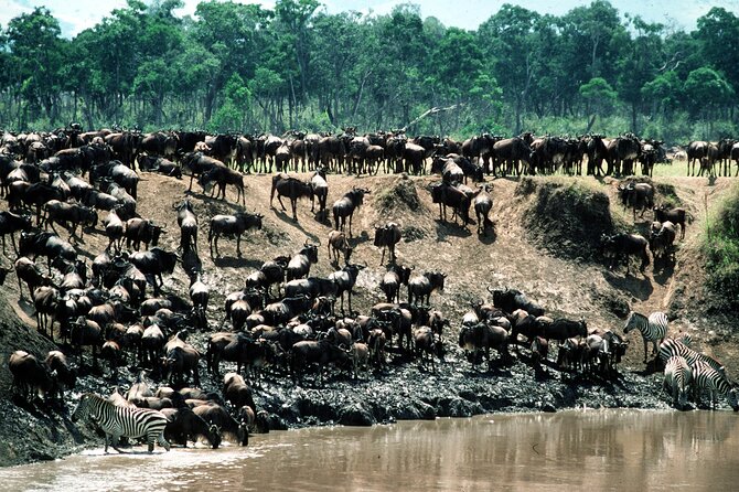 8 Days / 7 Nights 2021 / 2022 Wildebeest Migration Safari - Maasai Mara Reserve - Days 2 and 3: Rare animals in Samburu National Reserve