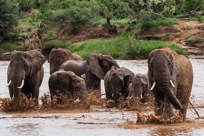 8 Days 7 Nights Kenyan Luxury Safari - Day 2: Rhinos and conservation at Ol Pejeta