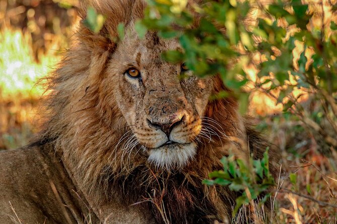 8 Days 7 Nights Kenyan Luxury Safari - Days 4 and 5: More time in Lewa