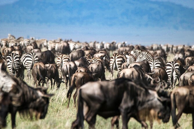 8 Days 7 Nights Kenyan Luxury Safari - Day 6: Flying from Lewa to the Maasai Mara
