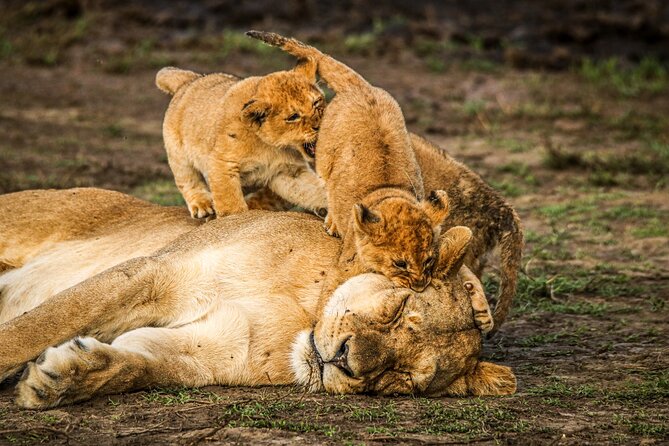 8 Days 7 Nights Kenyan Luxury Safari - Day 7: A full safari day in Maasai Mara