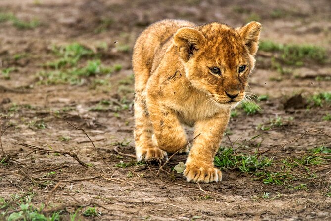8 Days 7 Nights Kenyan Luxury Safari - Day 8: Returning to Nairobi