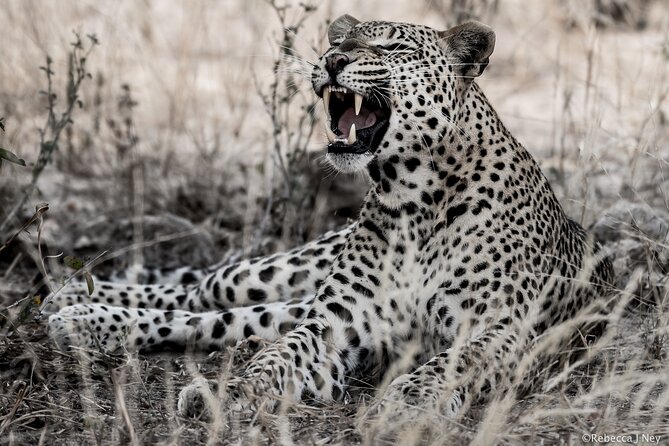 8 Days 7 Nights Kenyan Luxury Safari - Day 1: From Nairobi to Ol Pejeta