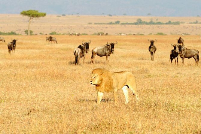 8 Days Best of Kenya and Tanzania Safari from Nairobi - Day 1: Nairobi to Maasai Mara via the Rift Valley
