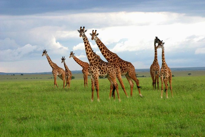 8 Days Best of Kenya and Tanzania Safari from Nairobi - Day 6: Early wildlife viewing inside Ngorongoro Crater