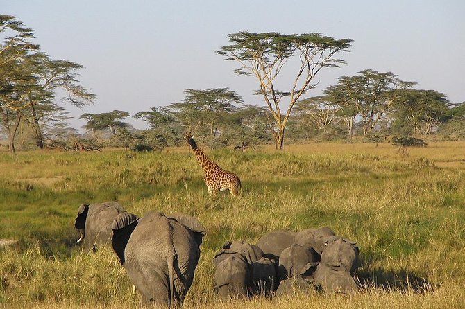 8 Days Best of Kenya and Tanzania Safari from Nairobi - Day 2: The Mara River and a Maasai village