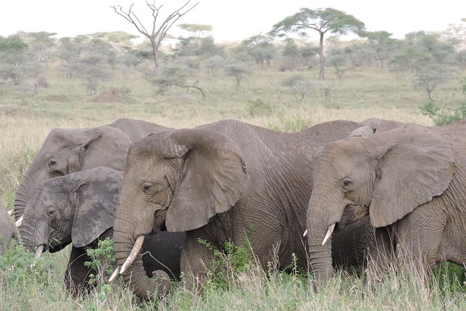 8 Days Kenya and Tanzania Private Lodging Safari from Nairobi - Day 5: From Serengeti toward Ngorongoro