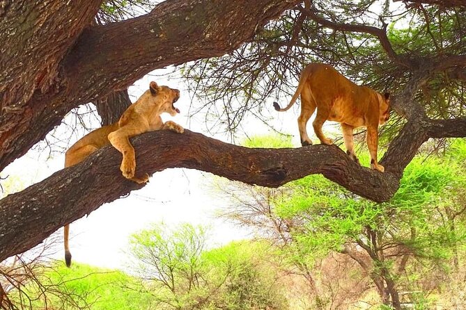 8 days Kenya highlights safari starting from Nairobi. - Three nights in Maasai Mara set the tone